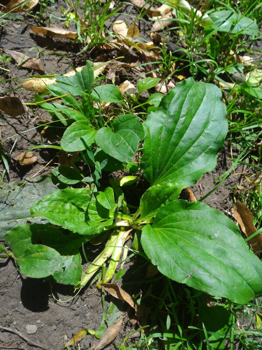 Подорожник паутинистый