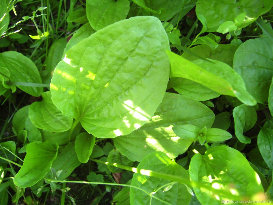 Подорожник широколистный