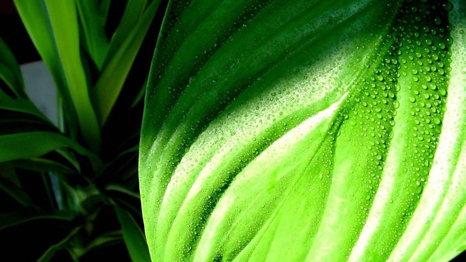 Красивые зеленые растения