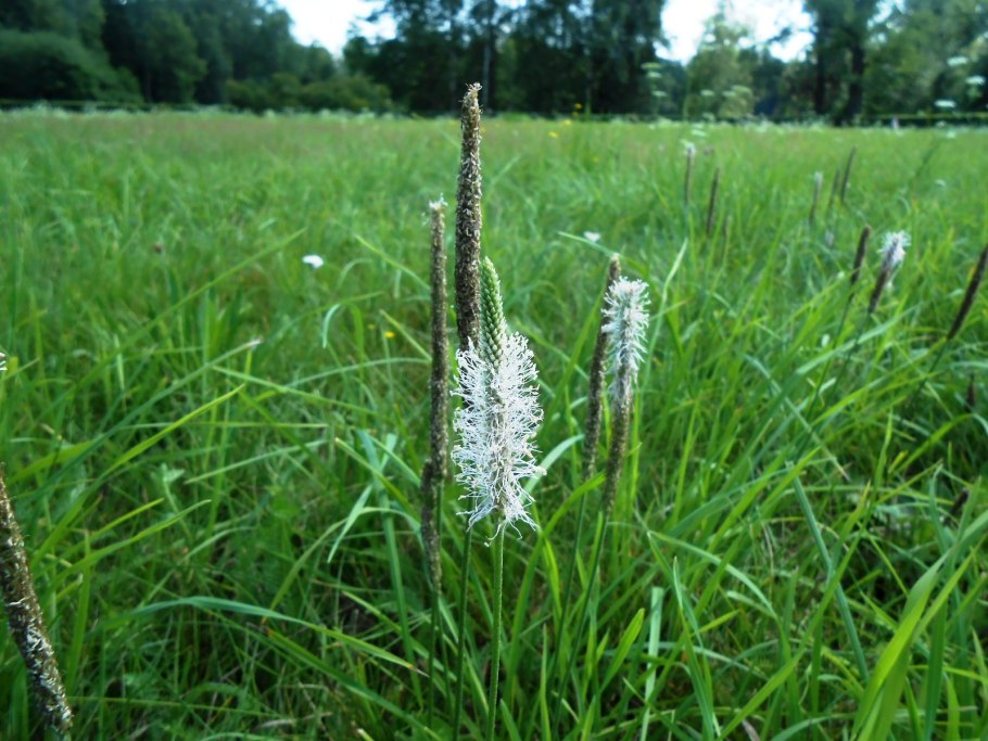 Подорожник седоватый