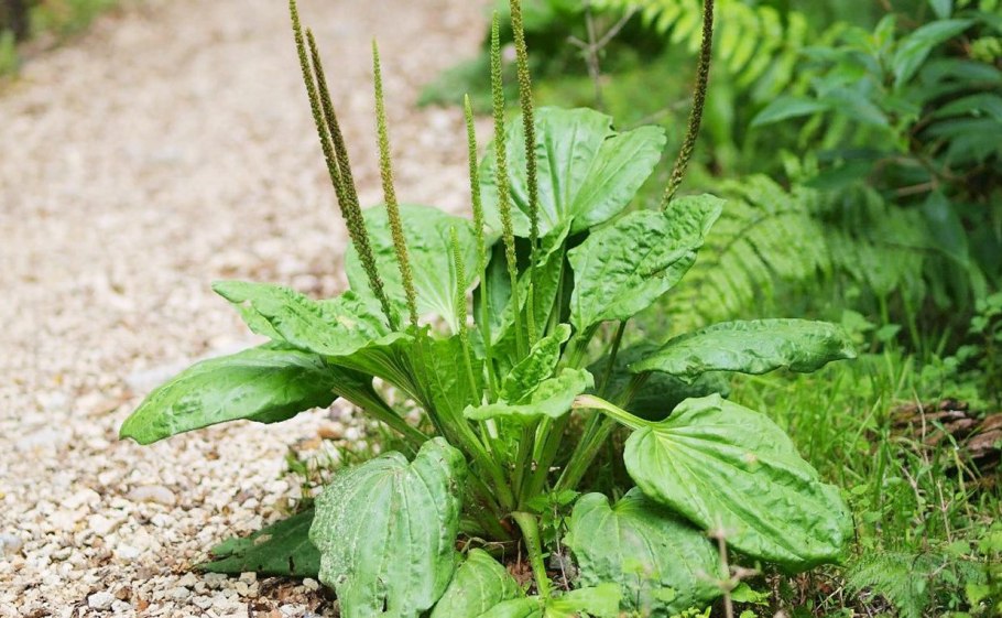 Plantago Major