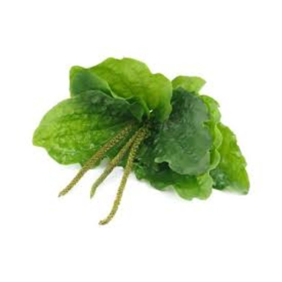 Подорожник лист