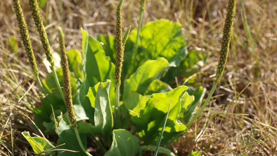 Подорожник цветок