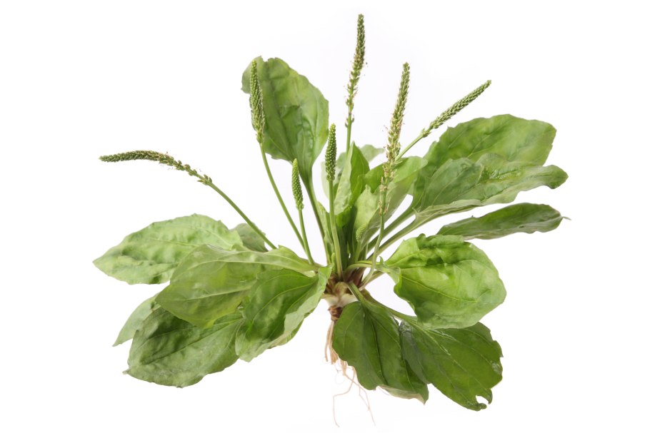 Подорожник набэлом фонэ