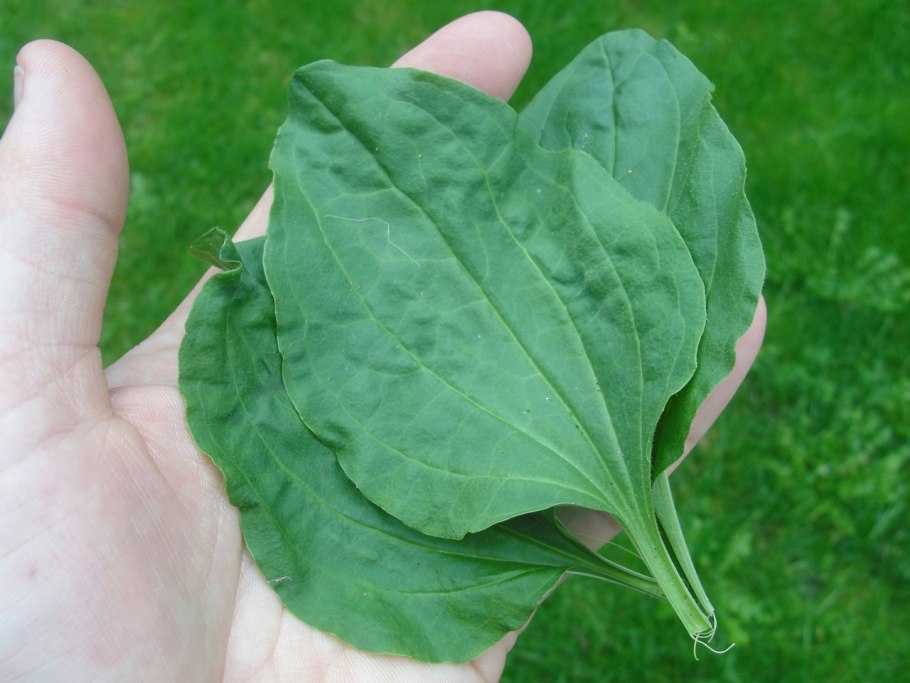 Подорожник краснолистный