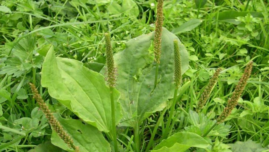 Подорожник большой