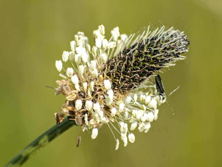 Подорожник большой (Plantago Major l.)