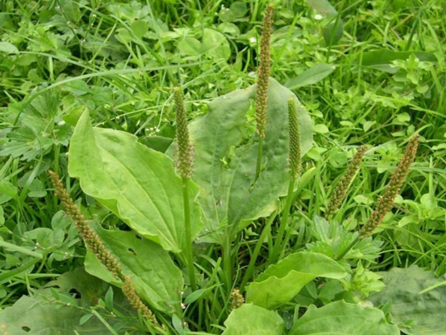 Листья подорожника большого