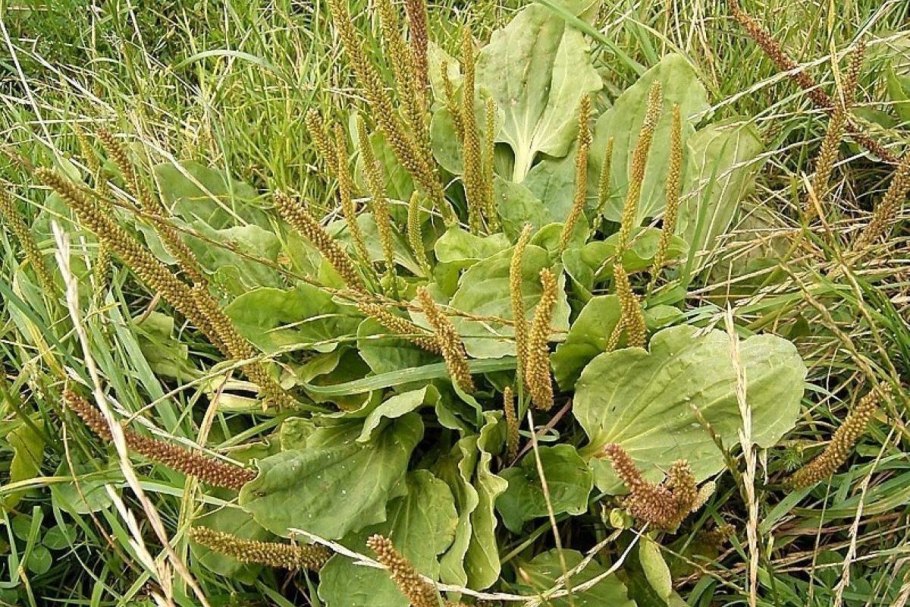 Листья подорожника Псиллиум