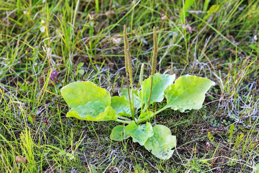 Подорожник (Plantago)