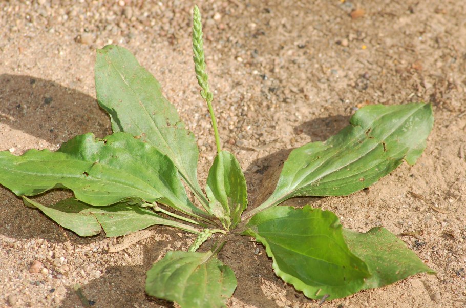 Подорожник лист