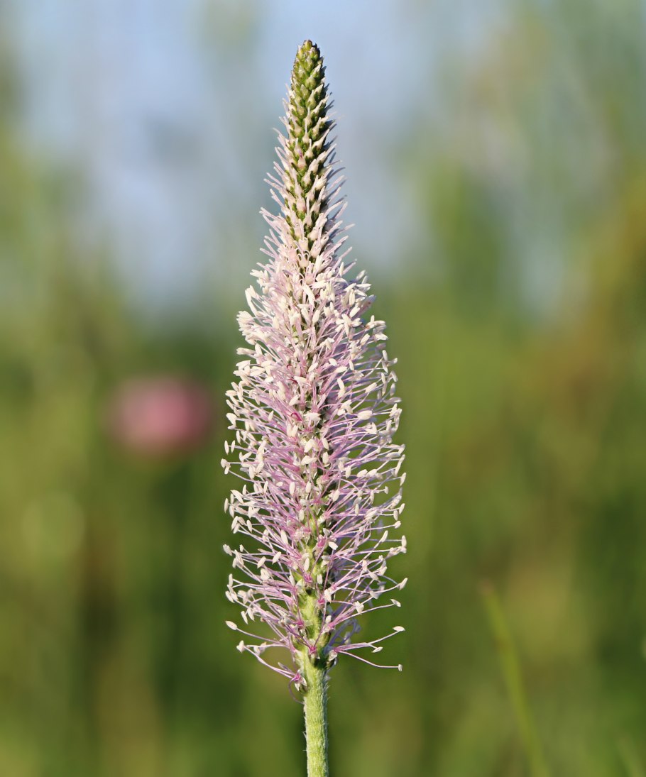 Подорожник цветок