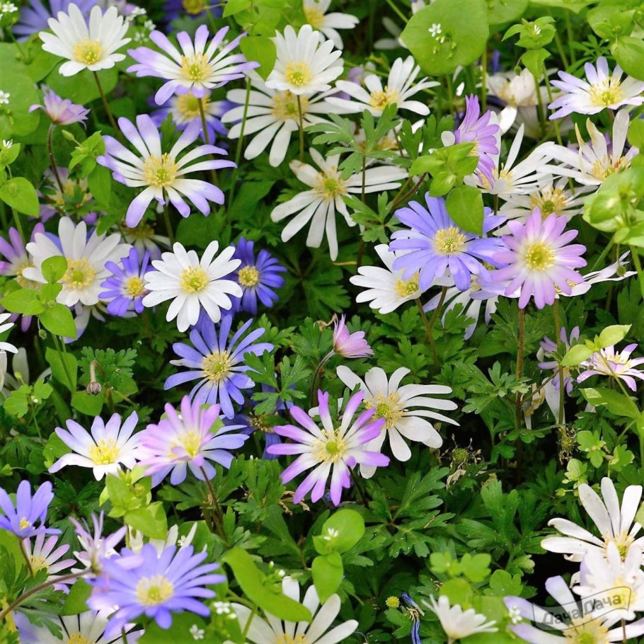 Анемона БЛАНДА многолетняя