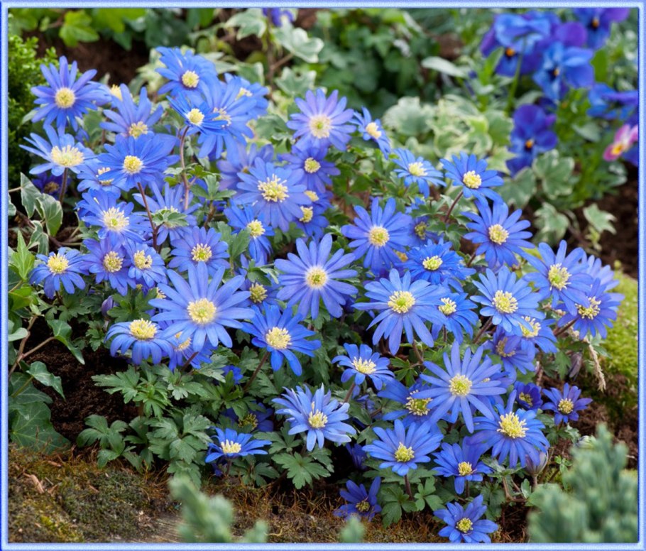 Анемона Блю Шейдс