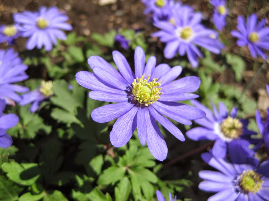 Анемона БЛАНДА смесь