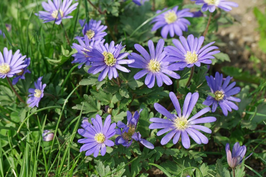 Анемона БЛАНДА смесь