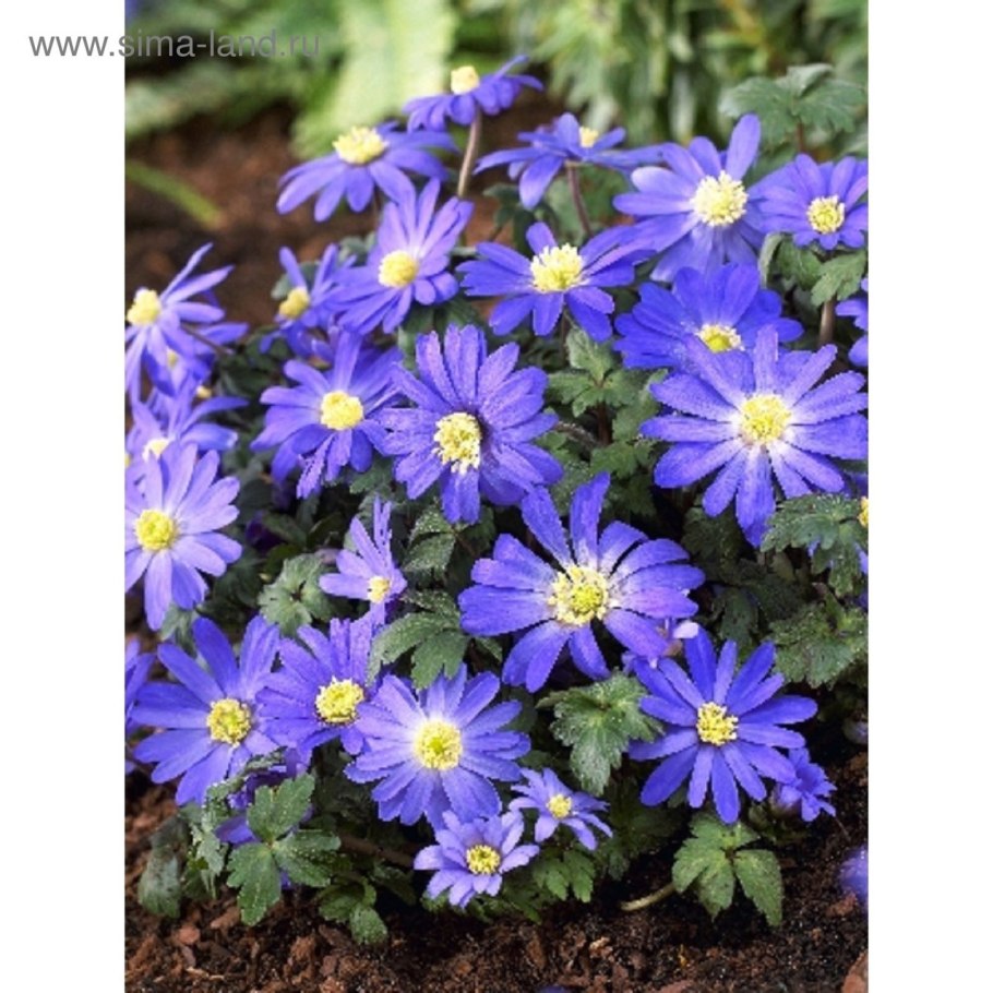 Анемона махровая Блу/к 10шт