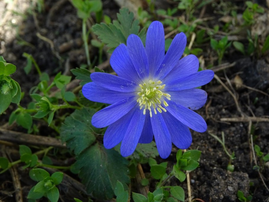Анемона БЛАНДА Пинк Стар