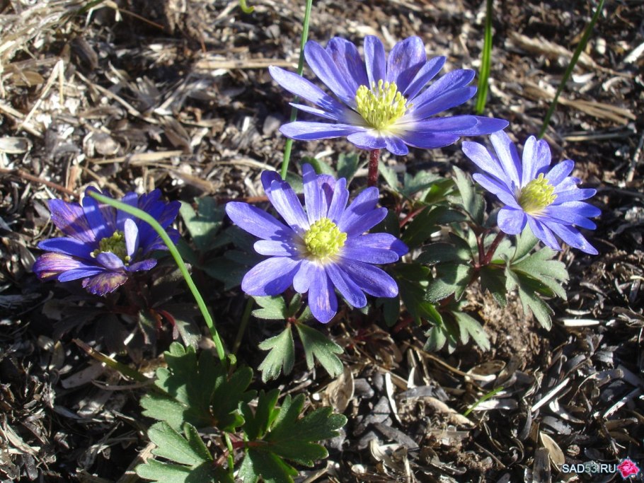 Анемона БЛАНДА многолетняя