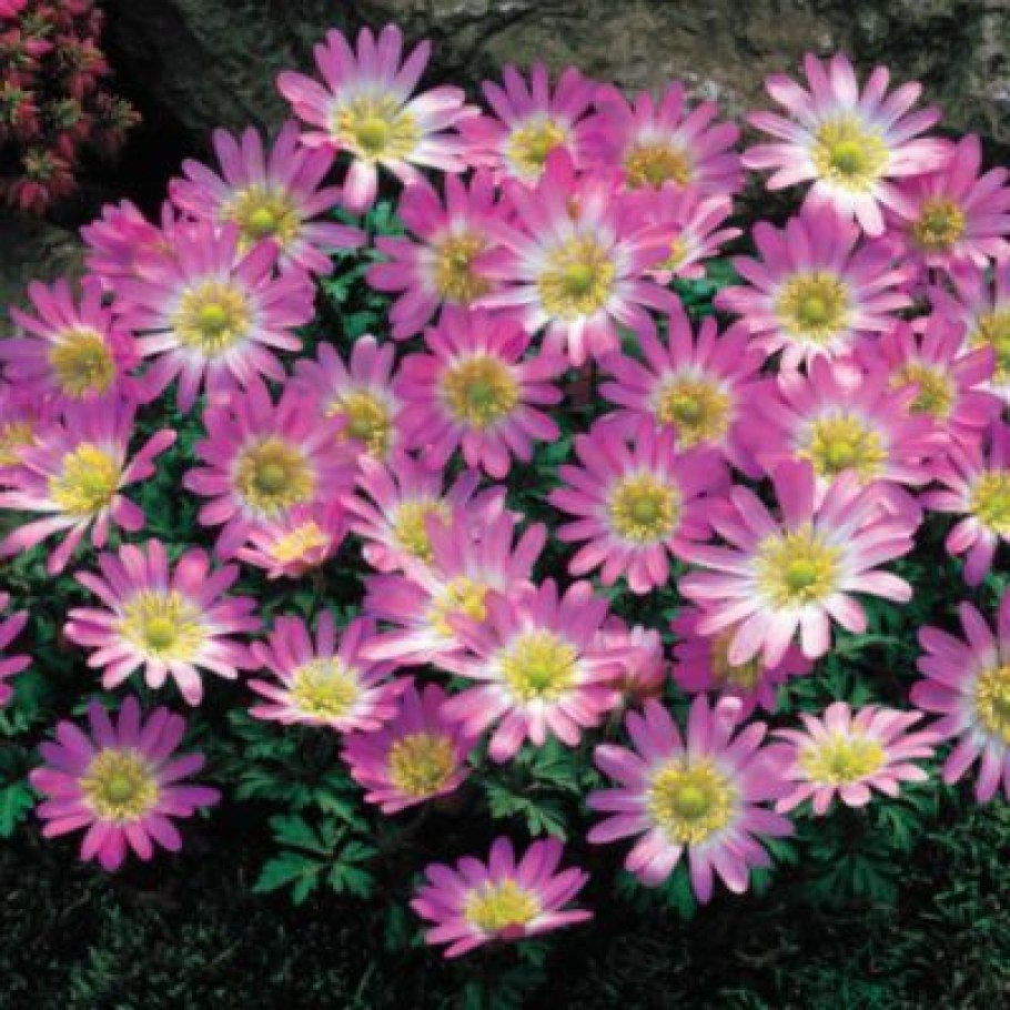 Анемона БЛАНДА Розеа