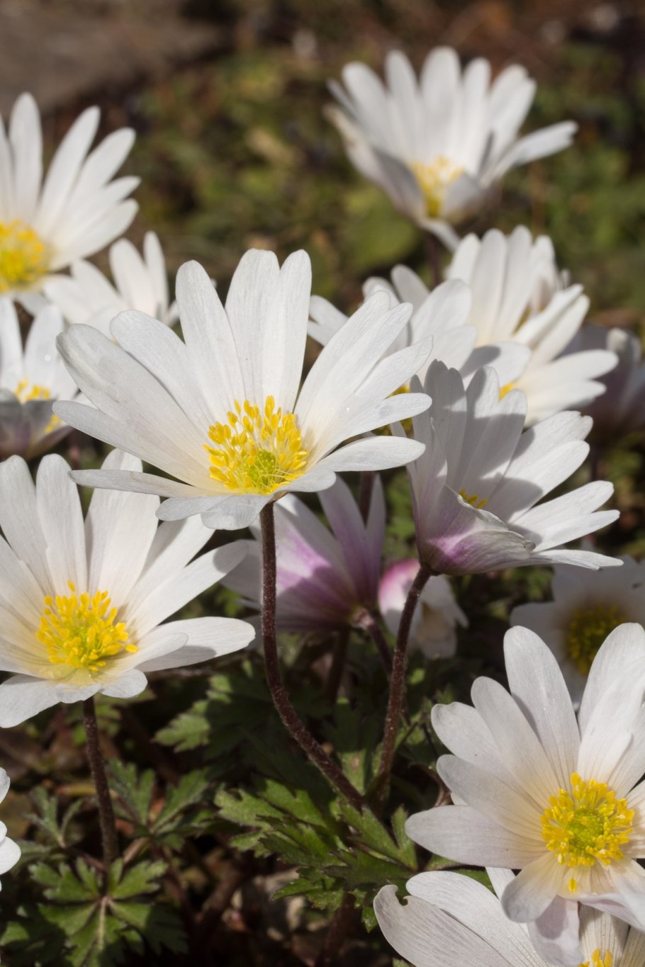 Анемона Уайт Сплендор