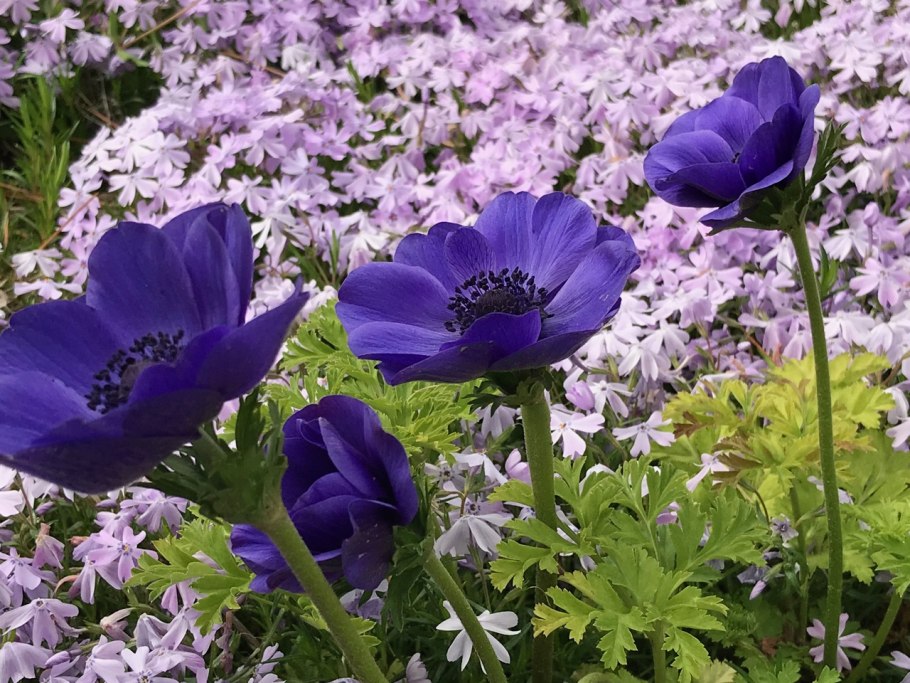 Анемона БЛАНДА микс