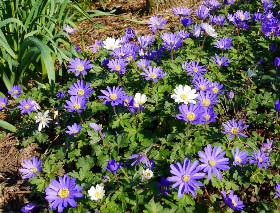 Анемона БЛАНДА Розеа