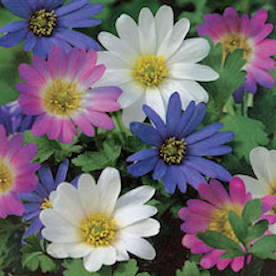 Анемона blanda Mix