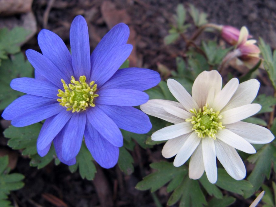 Ветреница Anemone blanda