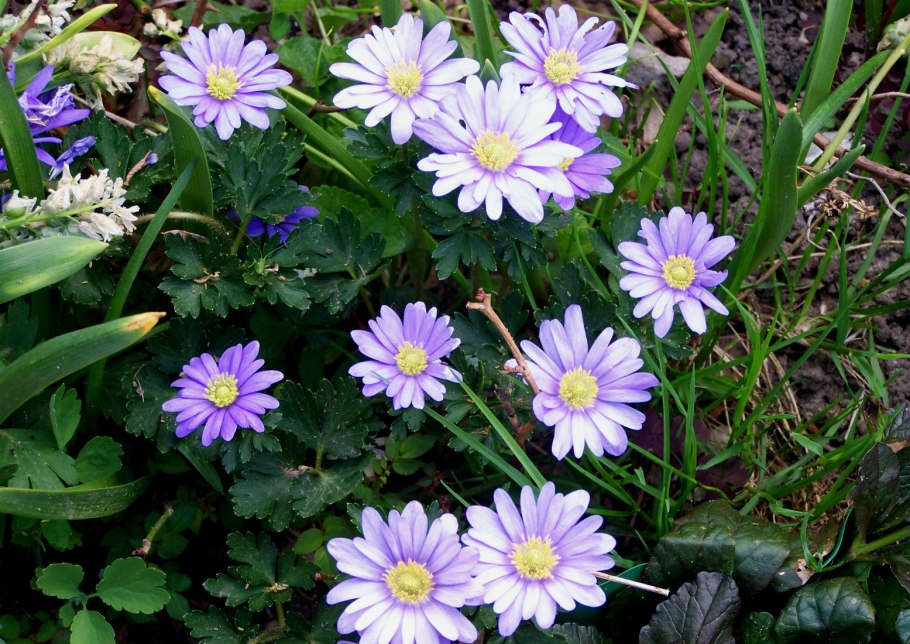 Анемона БЛАНДА Блю Сплендор