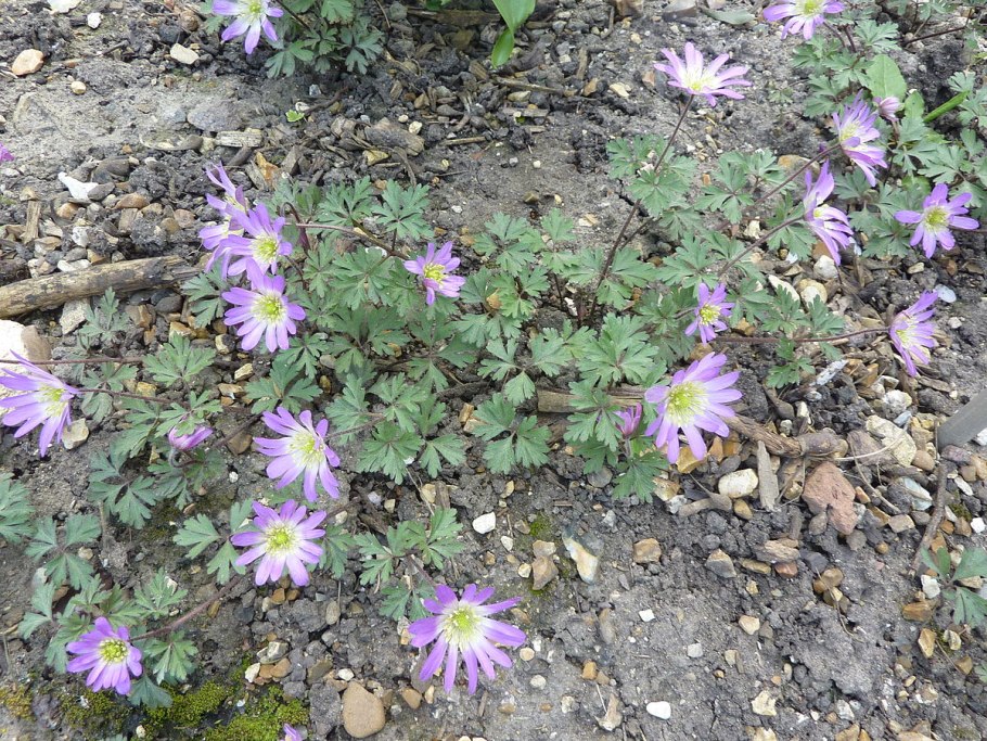 Anemone coronaria Mr. Fokker