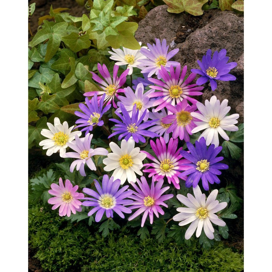 Анемона blanda Mixed