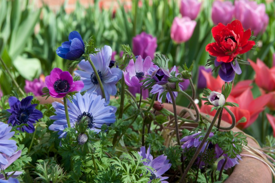 Анемона БЛАНДА Блю Шейдс