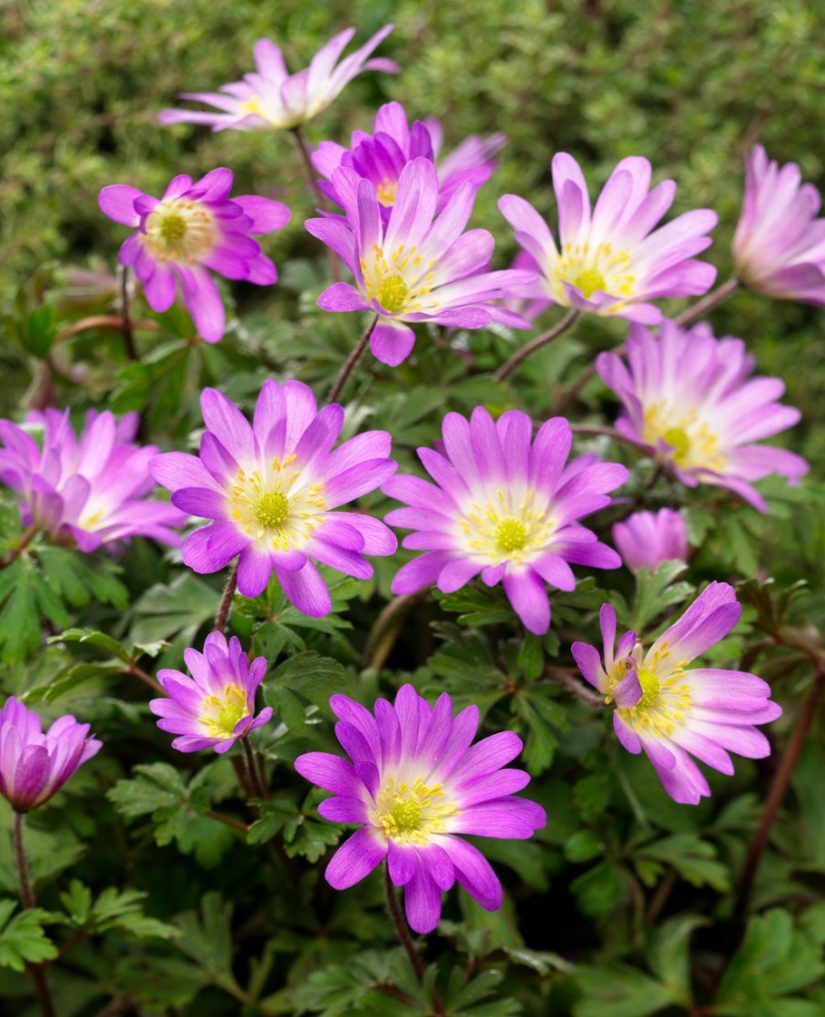 Анемона БЛАНДА Чармер