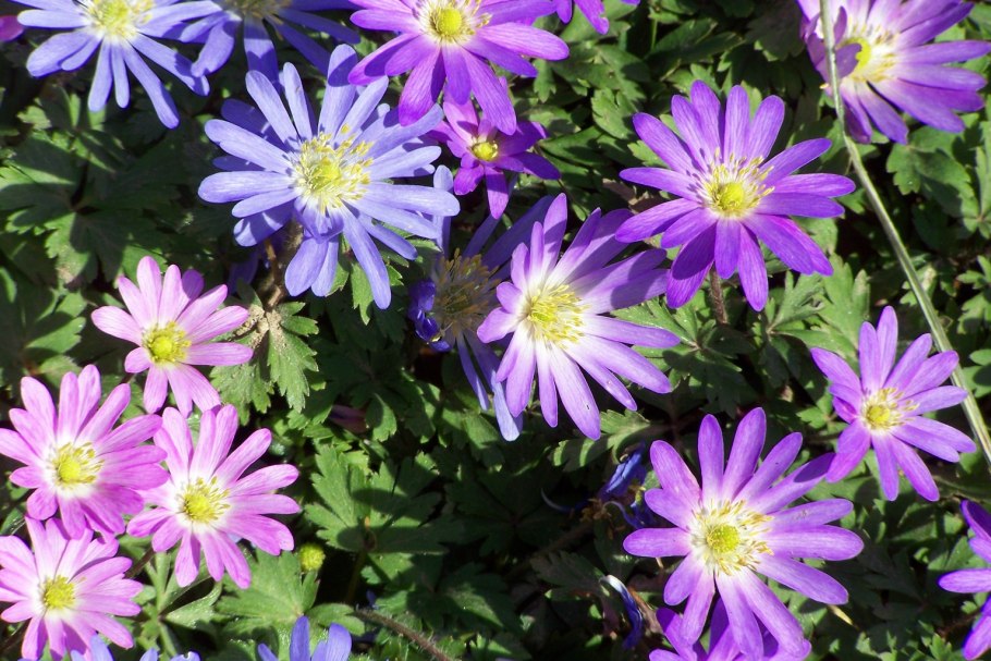 Анемона БЛАНДА смесь