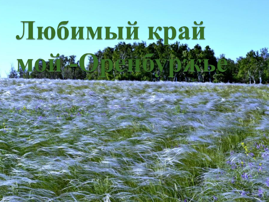 Поле березы Иван чай