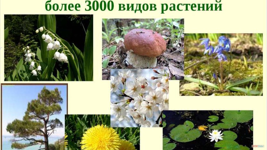 Васильковая Березовая роща