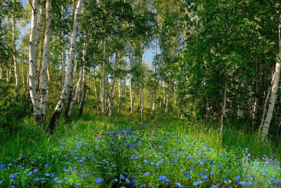Растительность Краснодарского края