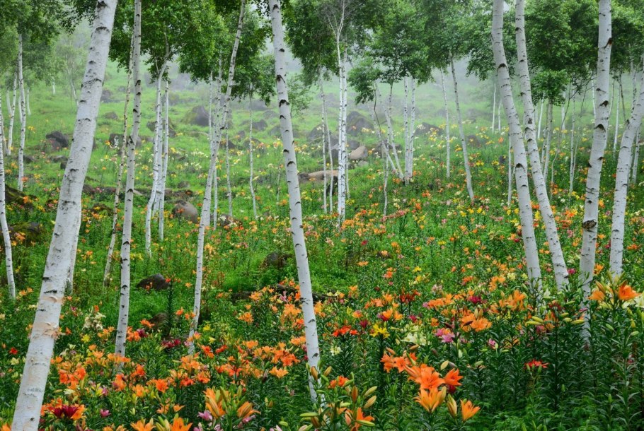 Весна природа Поляна