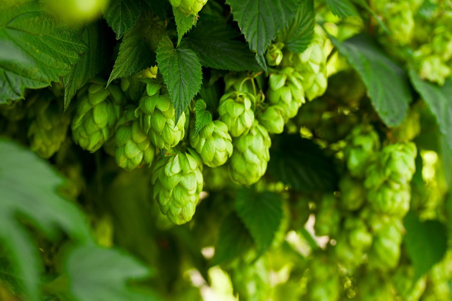 Хмель обыкновенный (Humulus lupulus)