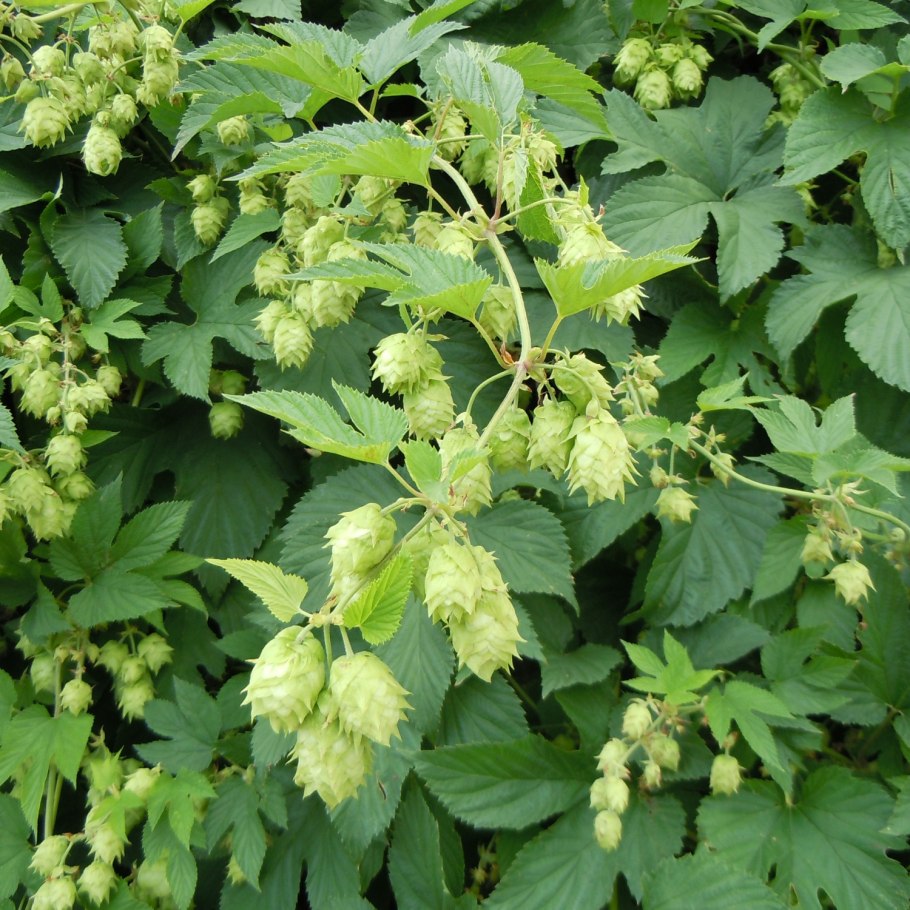 Хмель обыкновенный (Humulus lupulus)