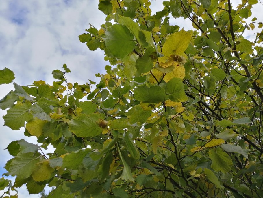 Hazelnut Harvester