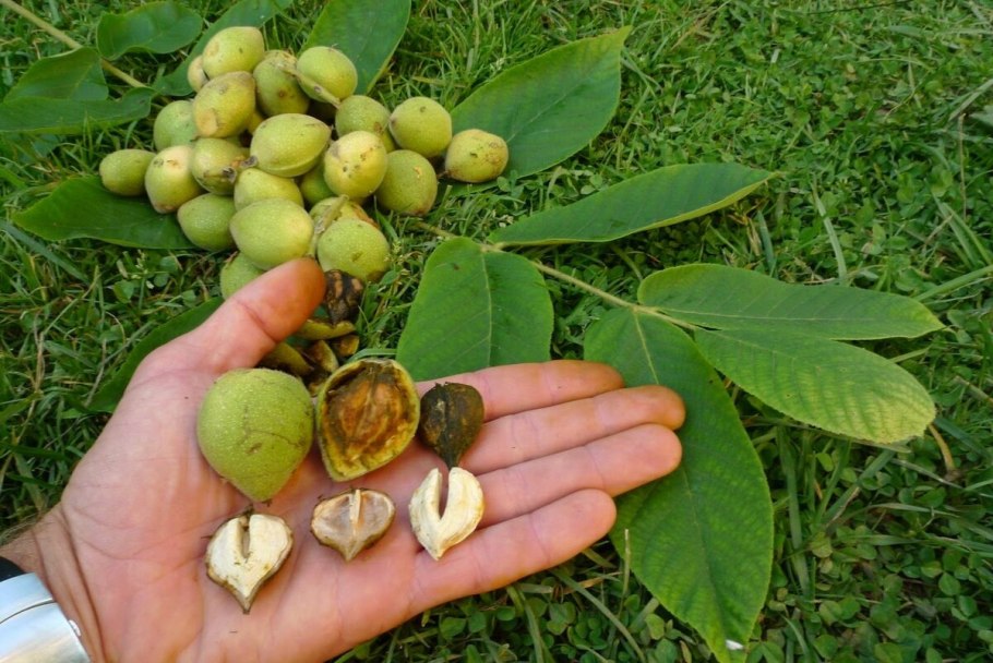 Corylus colurna лещина древовидная
