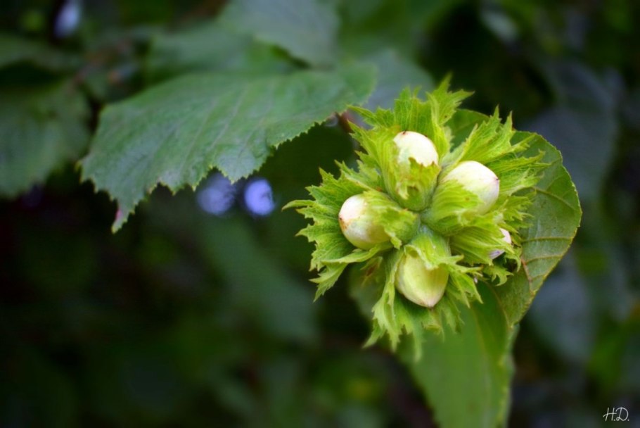 Corylus colurna лещина древовидная