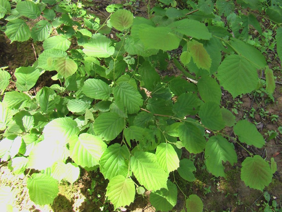 Corylus mandshurica