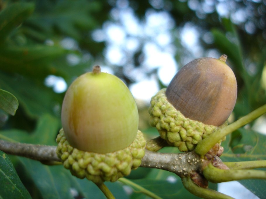 Corylus Americana