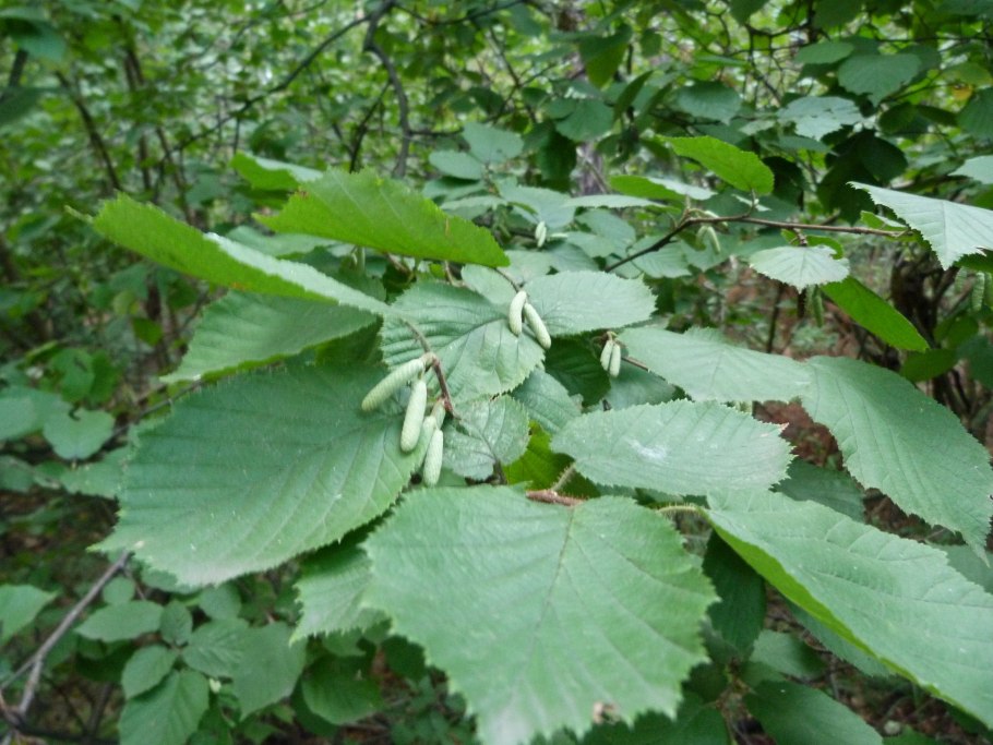Орех маньчжурский (Juglans nigra l.)