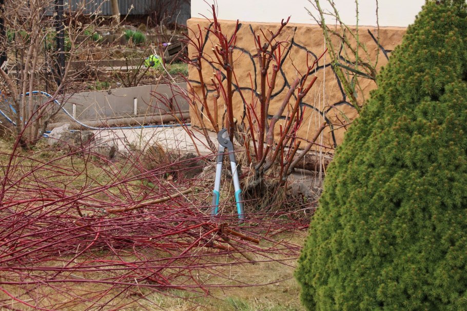 Дерен белый ниваки