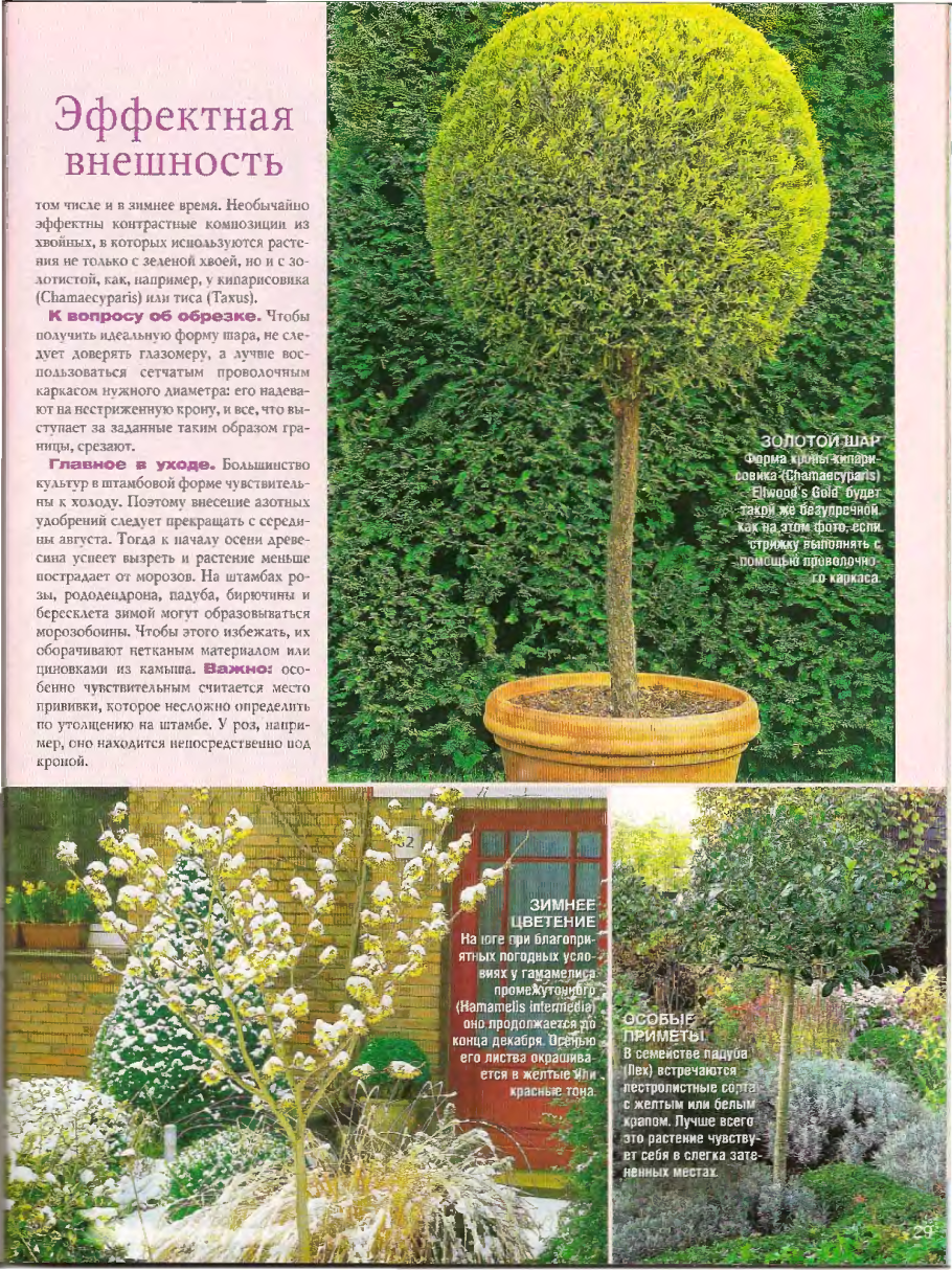 Бересклет Браво на штамбе