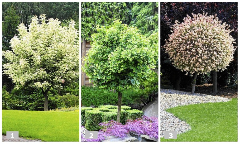 Клен полевой Карнивал